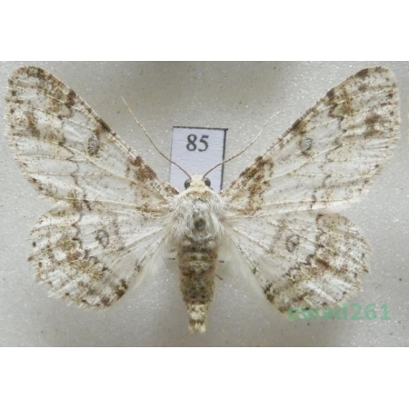 Ascotis selenaria (Denis & Schiffermüller, 1775) Czech85